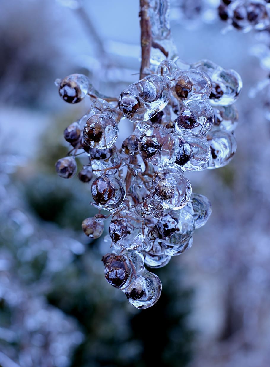 round white fruit, winter, ice, frozen, cold, season, nature HD wallpaper