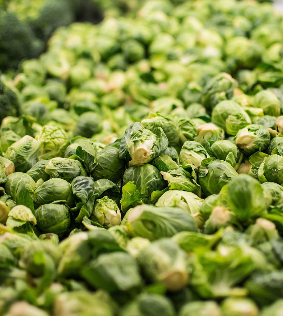 agriculture, cabbage, vegetable, flora, leaf, food and drink HD wallpaper