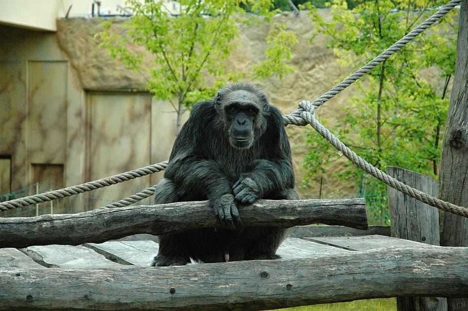 monkey, nature, animal, primate, animal themes, mammal, animal wildlife HD wallpaper