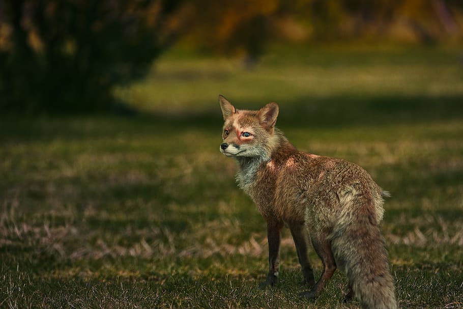 fox, wild, nature, forest, wildlife, predator, mammal, fauna HD wallpaper