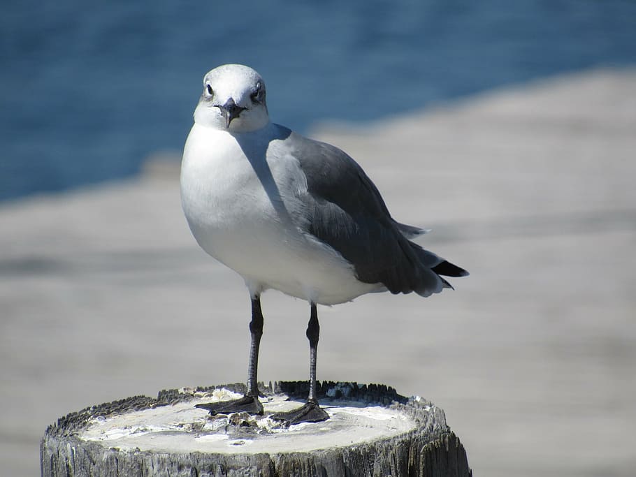 sea gull, bird, post, standing, seagull, wildlife, nature, looking HD wallpaper