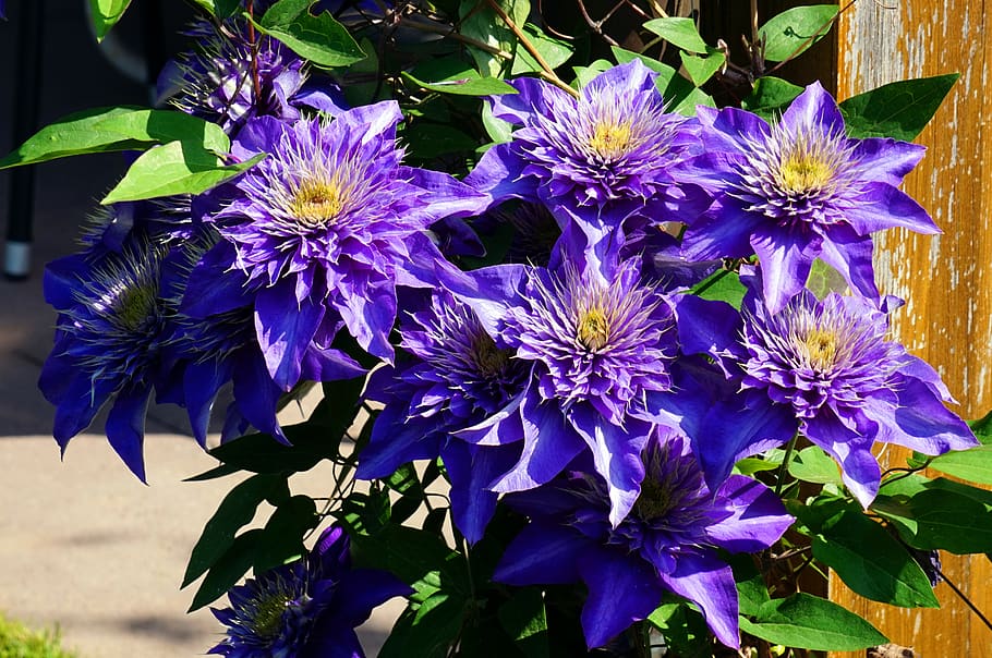 flower, blossom, bloom, flowering plant, fragility, vulnerability HD wallpaper