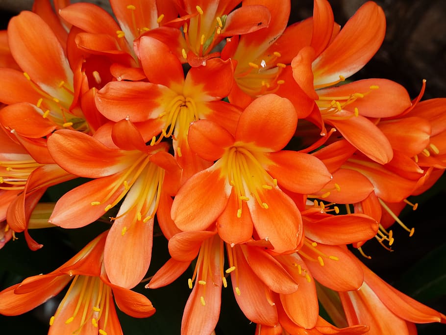 klivie, flower, flowers, flower bracts, stamen, orange, clivia miniata, HD wallpaper