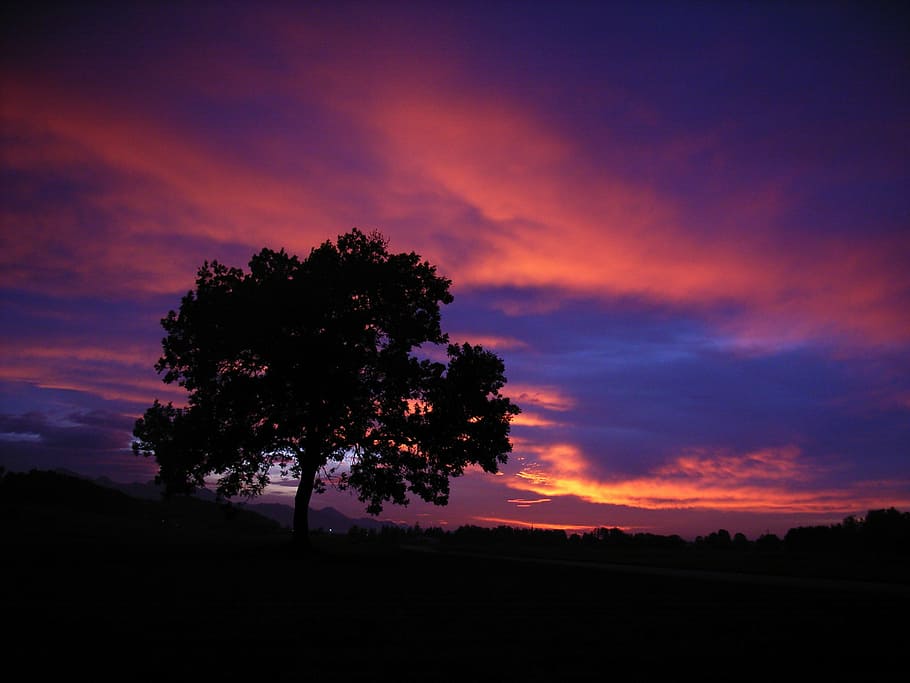 sunset, tree, sky, clouds, mood, twilight, silhouette, nature HD wallpaper