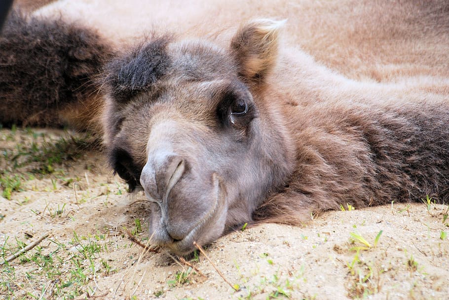 camel, dromedary, head, face, resting, lying, desert, africa
