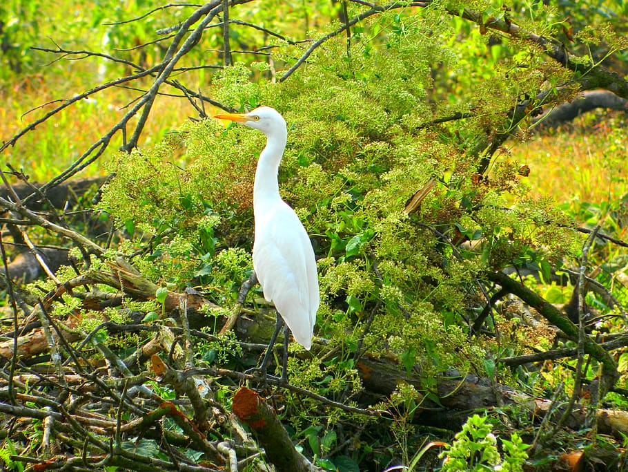 nature, bird, green, animal wildlife, vertebrate, animal themes HD wallpaper