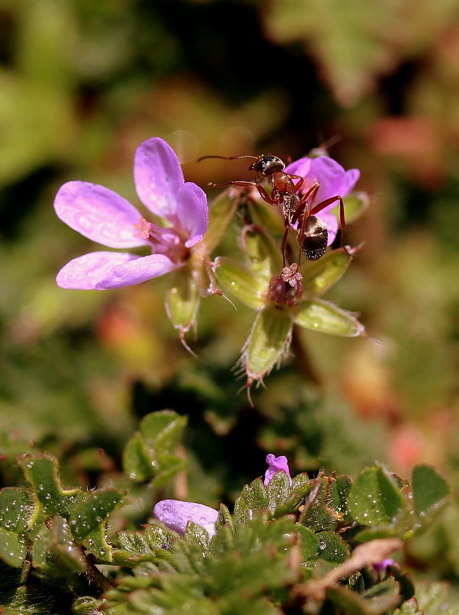 Flower, Ant, Mov, Macro, nature, plant, close-up, springtime HD wallpaper