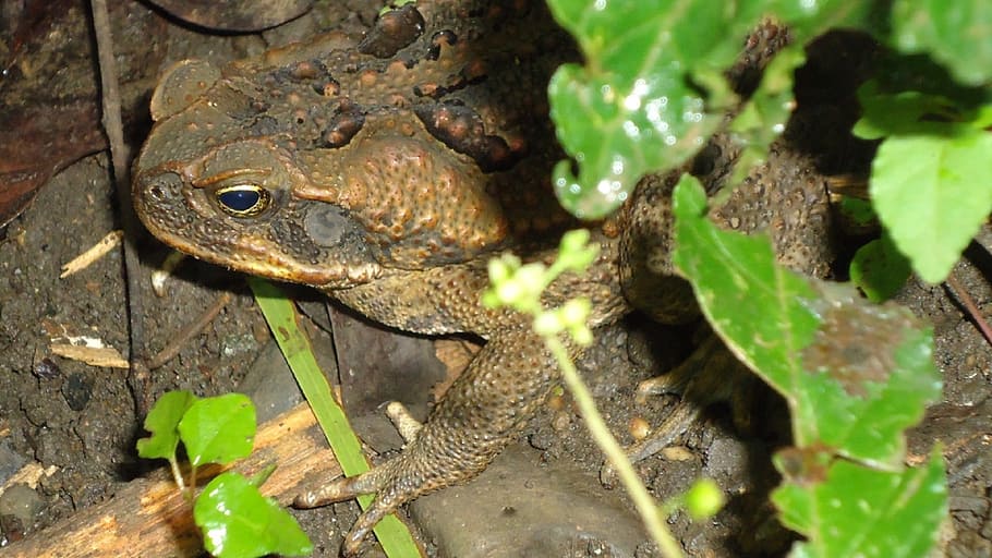 Toad, Warts, Bufo Marinus, Nature, big, reptile, brown, amphibian HD wallpaper