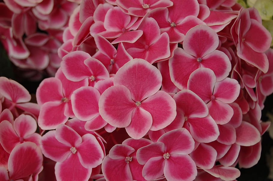 wallpaper, nature, pink color, flower, flowering plant, freshness HD wallpaper