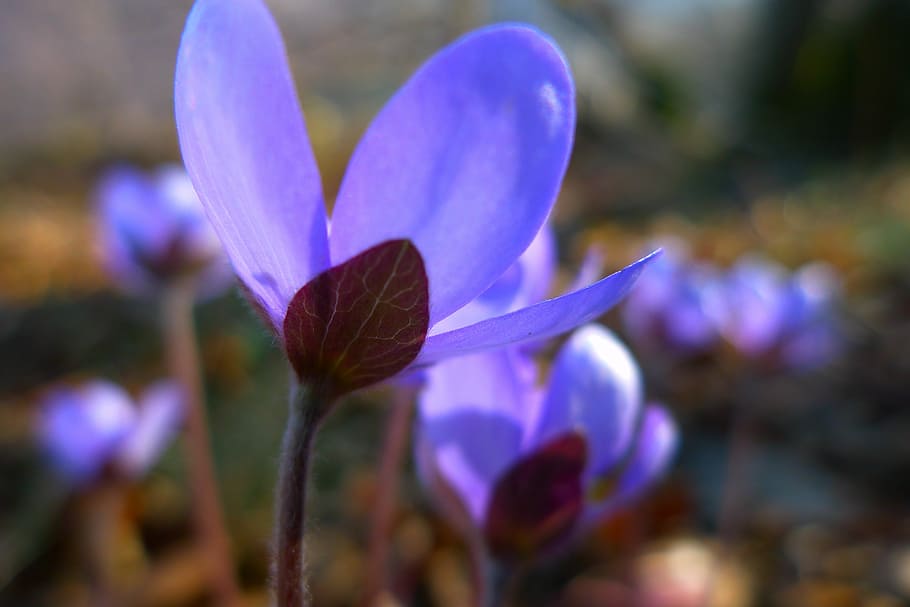 hepatica, flower, violet, nature, blossom, bloom, plant, flowering plant HD wallpaper