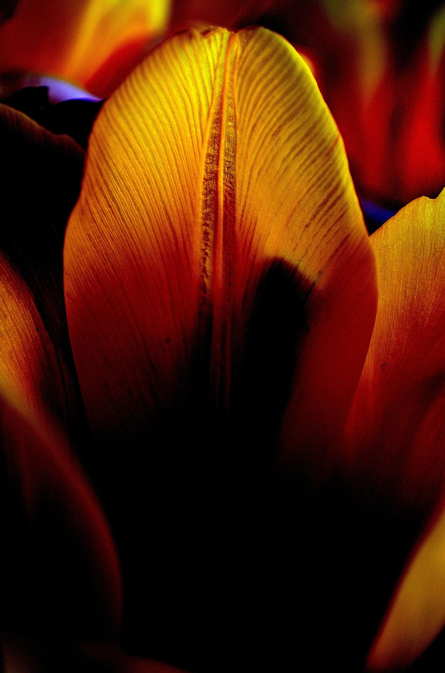 flowers, tulip, light, effects, bloom, plants, nature, macro HD wallpaper