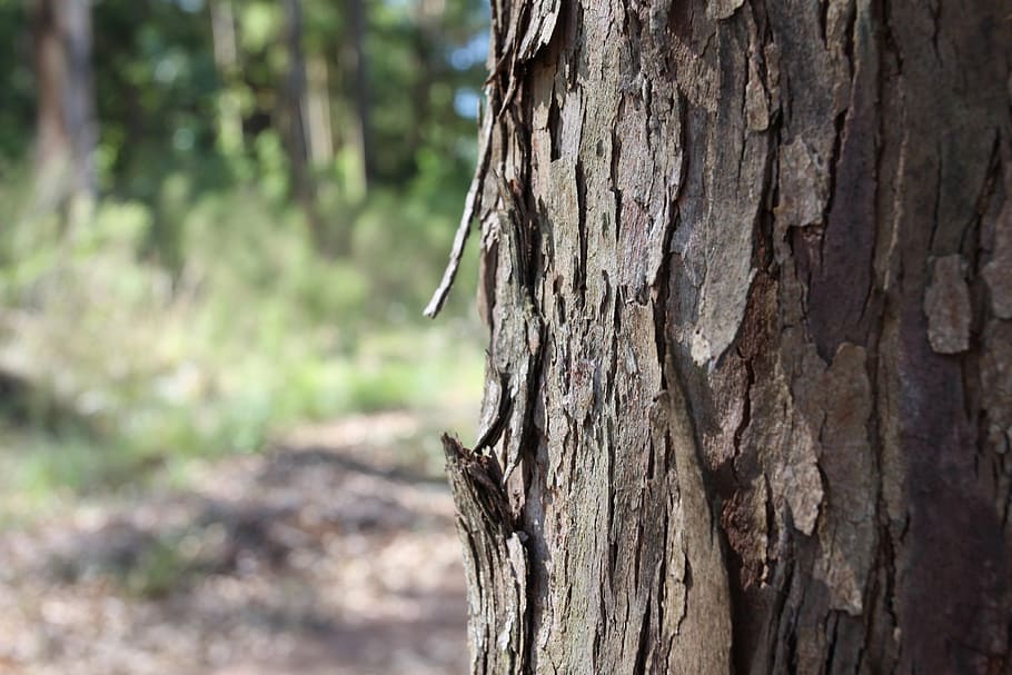 tree, wood, trunk, texture, bark, forest, nature, tree trunk HD wallpaper