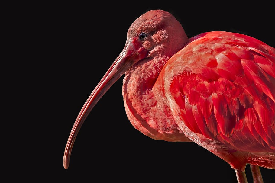 flamingo, bird, waterfowl, pink bird, animal, feathers, zoo, HD wallpaper