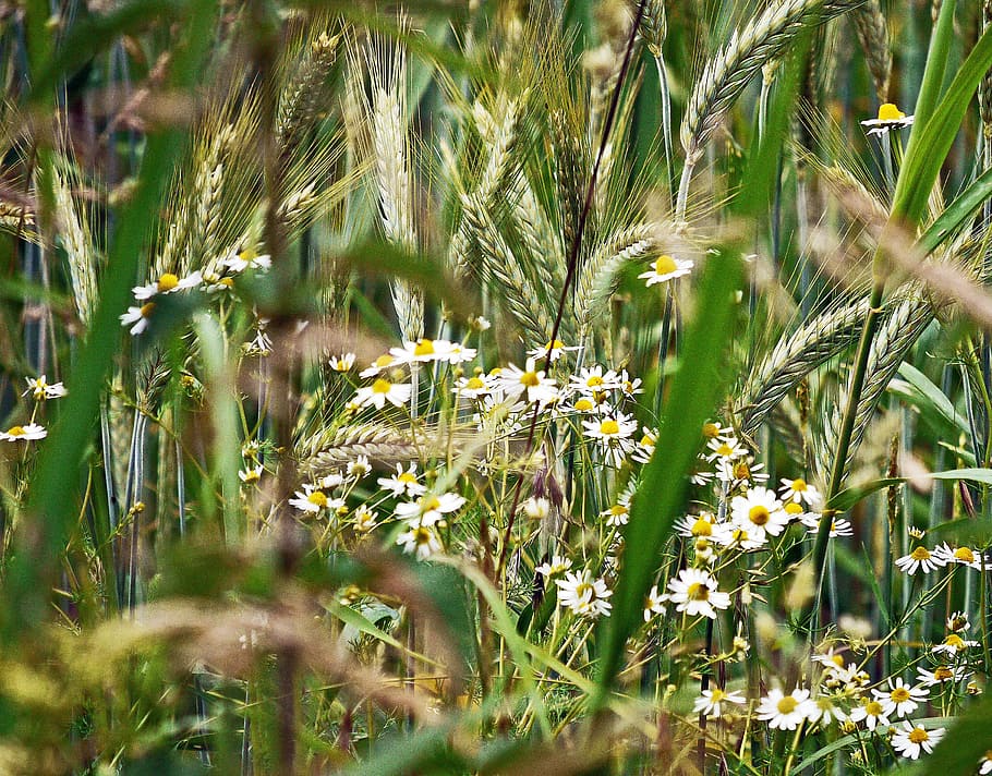 chamomile, cornfield, spike, summer, foliage, grasses, halme HD wallpaper