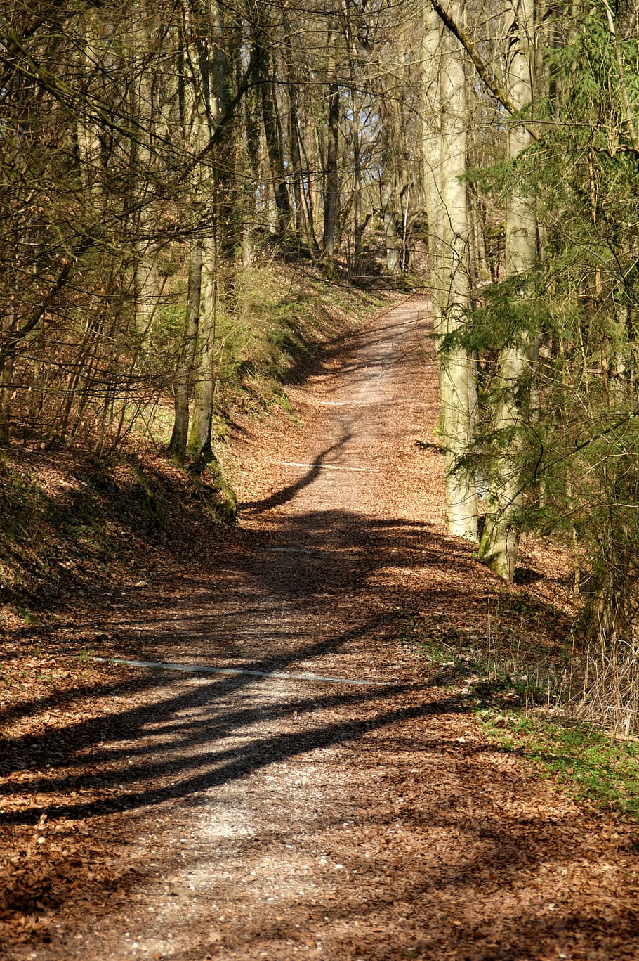 forest path, nature, mood, tree, direction, the way forward HD wallpaper