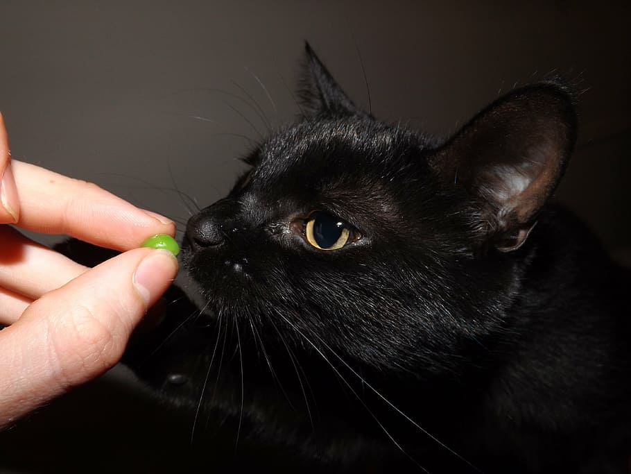 cat, black, kitty, pea, healthy, animal, feline, pet, domestic HD wallpaper