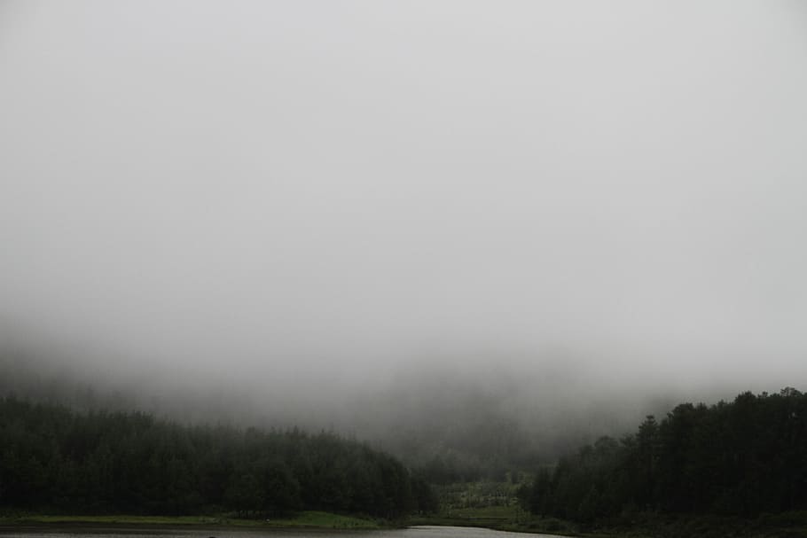 forest on cloudy sky during day time, gray road in between trees covered with fogs HD wallpaper