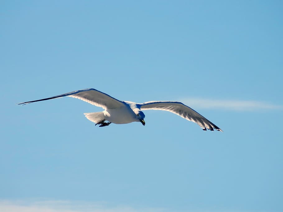 seagull, fly, glide, sail, elegant, bird, sky, baltic sea, coast HD wallpaper