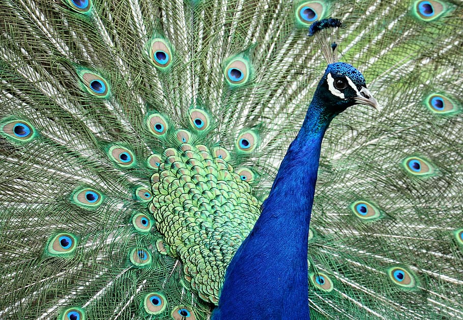 closeup photo of green and blue peacock, animal, bird, feather HD wallpaper