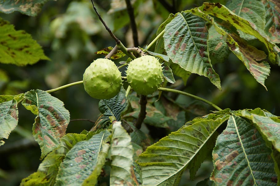chestnut, chestnut tree, summer, fruit, buckeye, chestnut leaves HD wallpaper