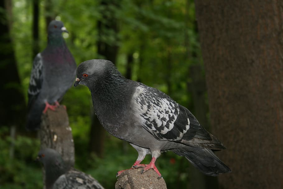 dove, bird, wings, animal themes, vertebrate, animal wildlife HD wallpaper