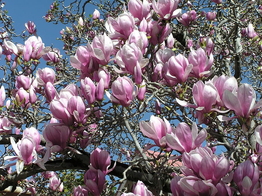 Magnolia, Tree, Tree, Spring, flower, pink color, no people HD wallpaper