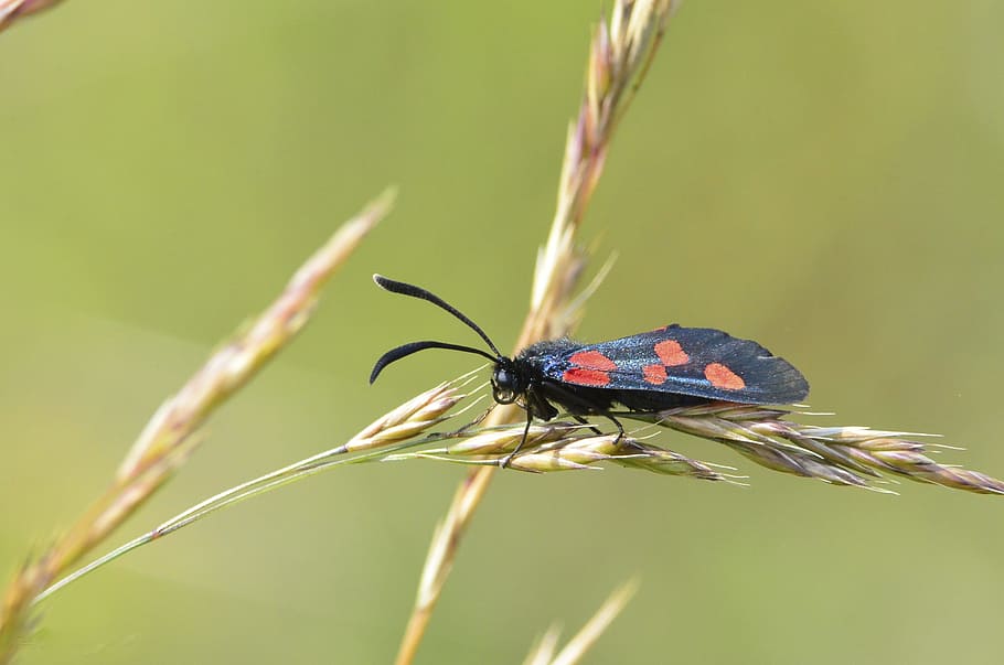 moth, lepidoptera, colourful, daytime, red spots, wild, animal themes HD wallpaper