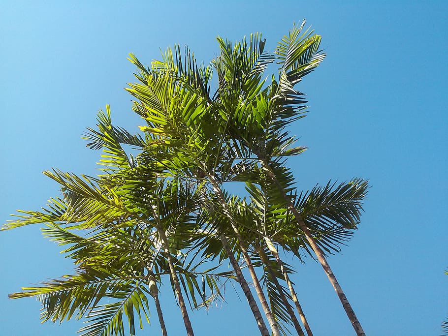 palm tree, tropical, blue sky, tropical climate, plant, clear sky HD wallpaper