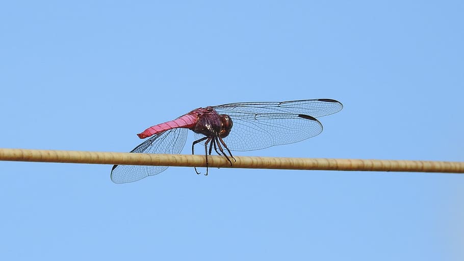 wing, flight, fly, sky, insect, outdoors, closeup, dragonfly HD wallpaper