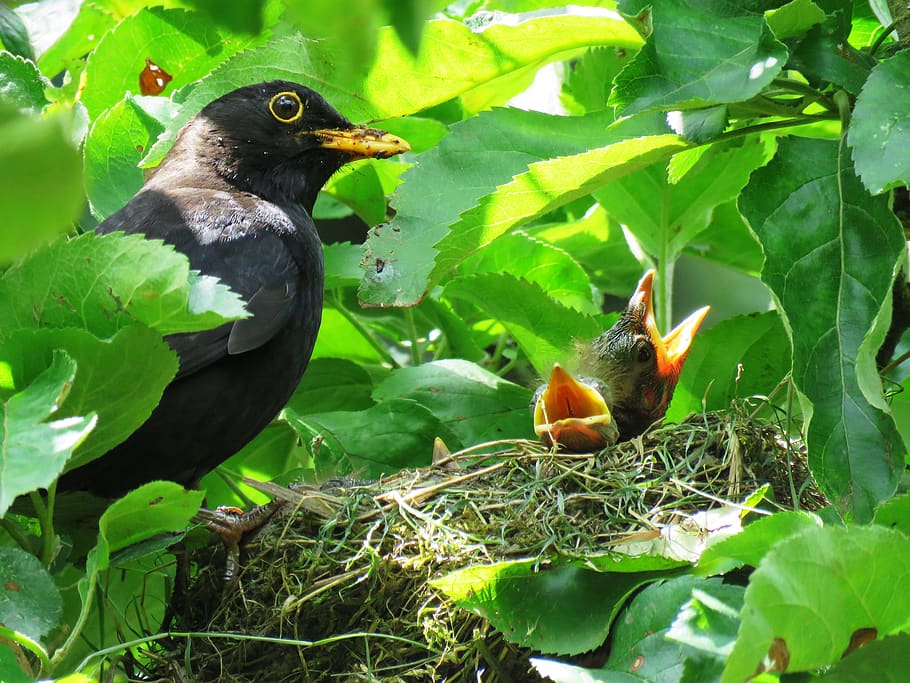 blackbird, nest, bird's nest, bird young, bill, young birds, HD wallpaper