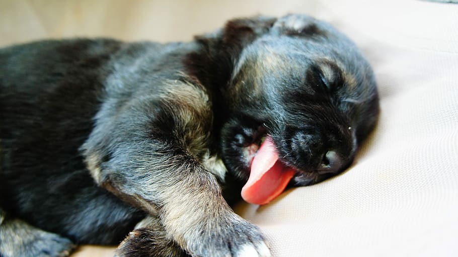 black and brown short coated puppy laying on white bed, sleeping puppy, HD wallpaper