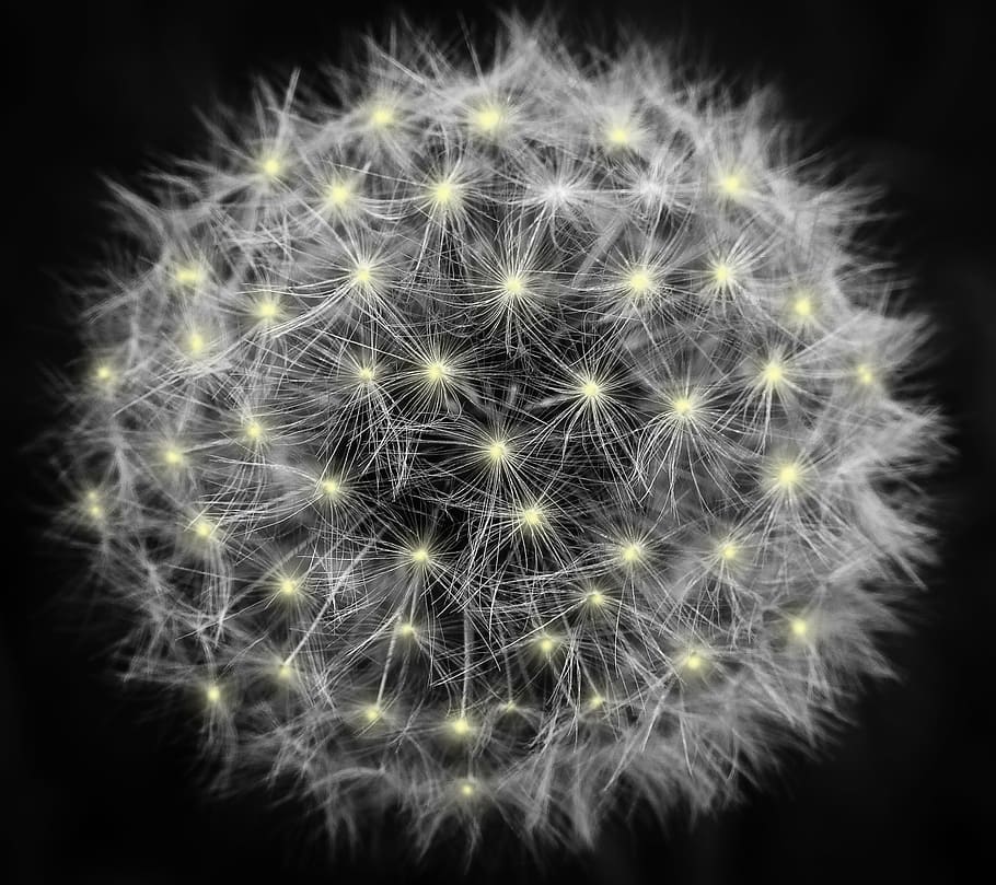 closeup photo of dandelion flower, light effect, white, plant HD wallpaper