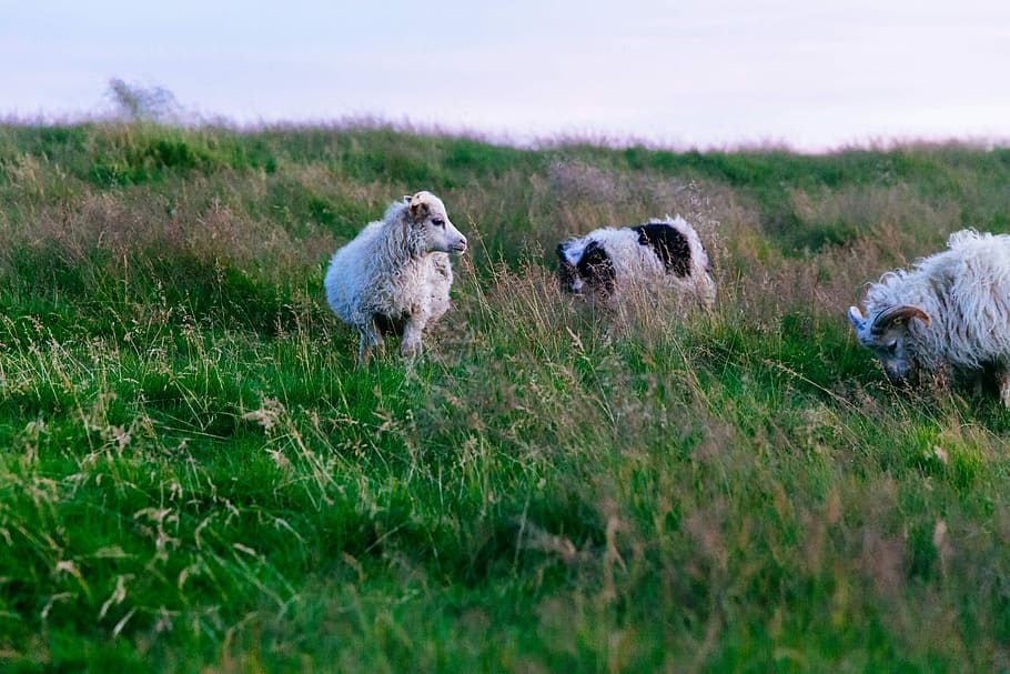 herd of sheep on green grass field, three white sheep on green grass at daytime HD wallpaper