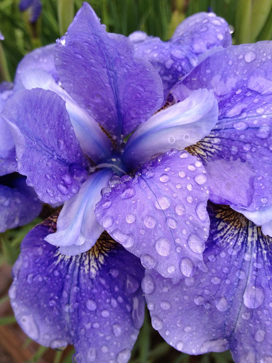 Iris, Flower, Bloom, Nature, Floral, spring, plant, summer HD wallpaper