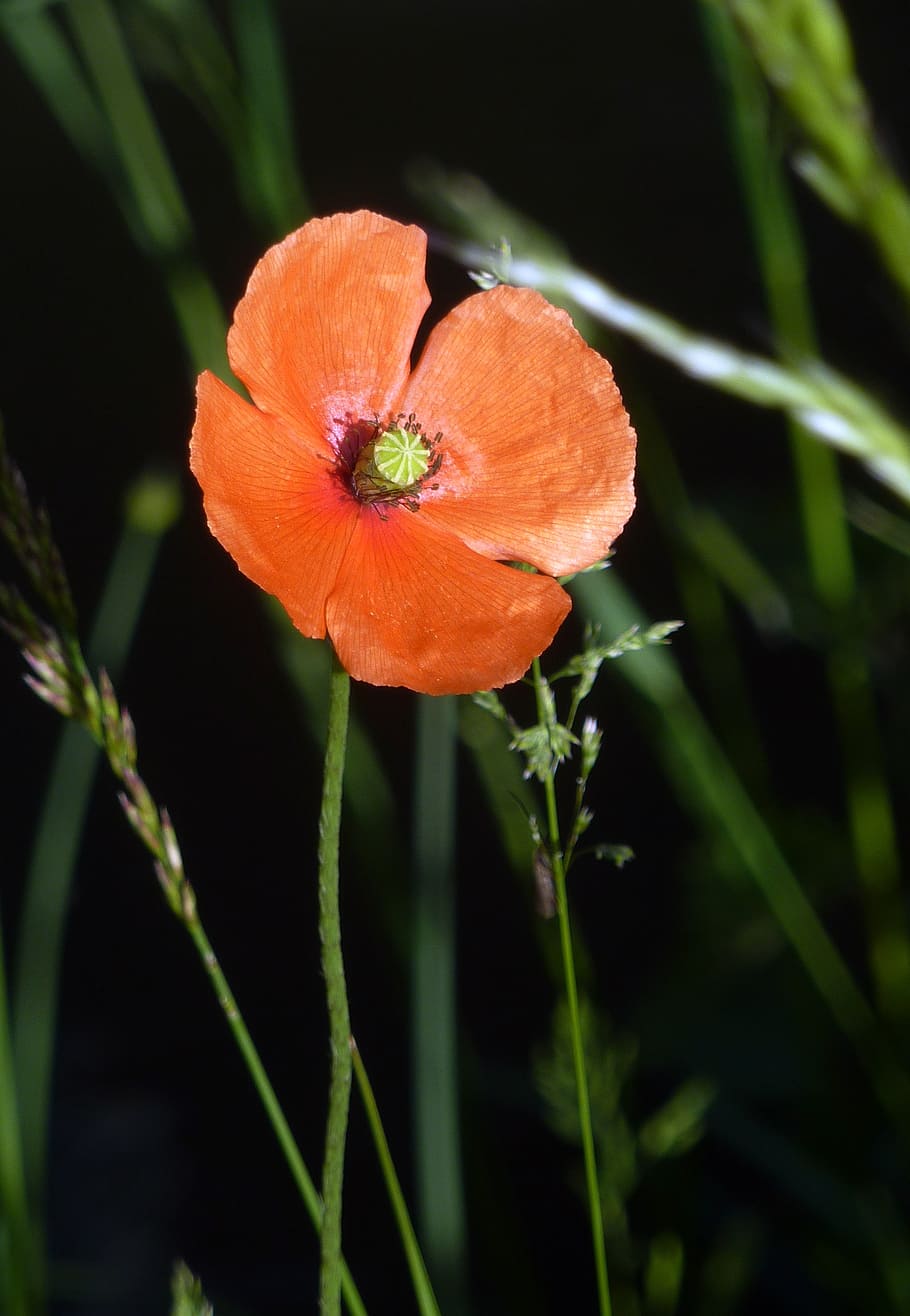 flower, poppy, nature, fields, wild flower, petals, spring HD wallpaper