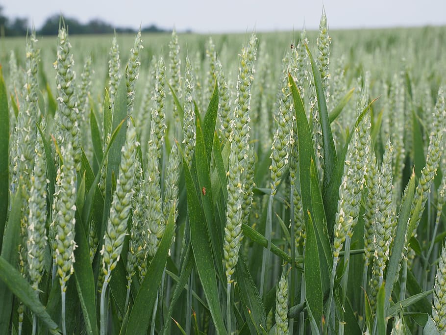wheat field, wheat spike, cornfield, cereals, summer, agriculture HD wallpaper