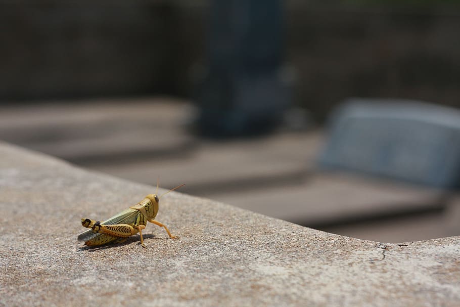 grasshopper, bug, insect, animal themes, one animal, animal wildlife HD wallpaper