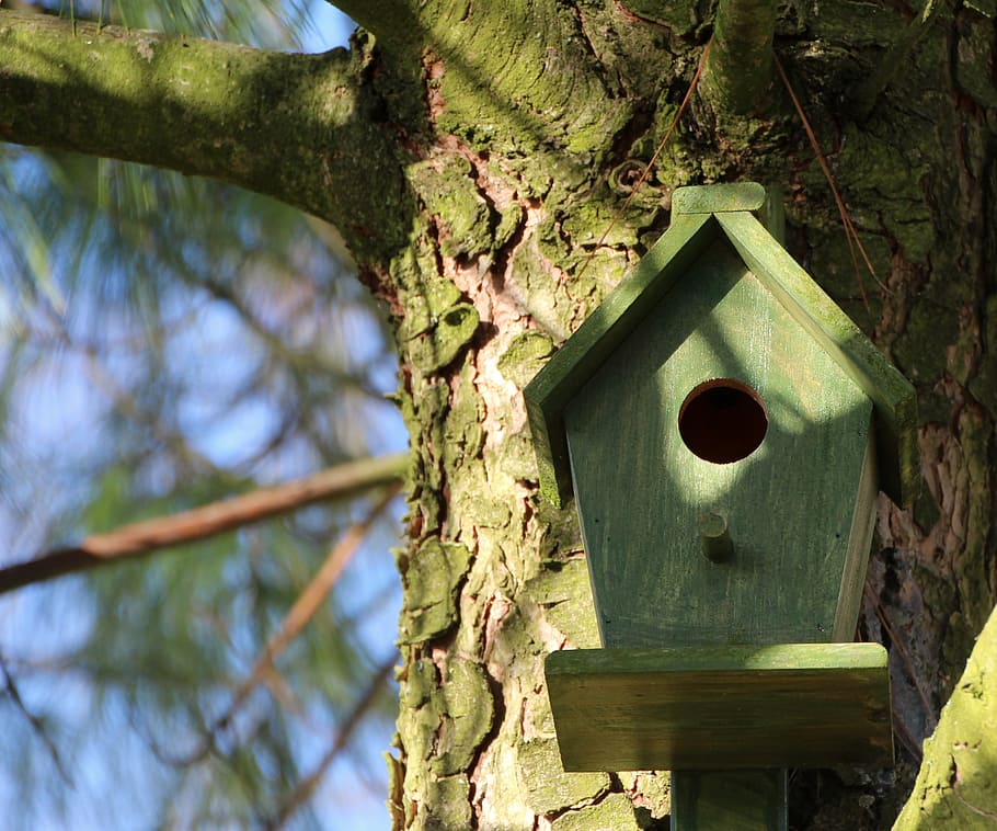 aviary, tree, nesting box, bird, hatchery, wood, shelter, nesting place, HD wallpaper