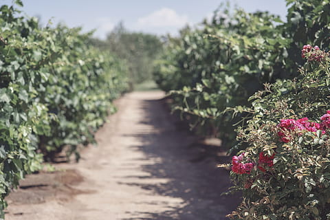 garden, wine, grape, green, agriculture, vineyard, rural, nature HD wallpaper