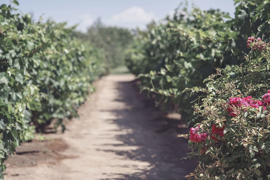 garden, wine, grape, green, agriculture, vineyard, rural, nature HD wallpaper