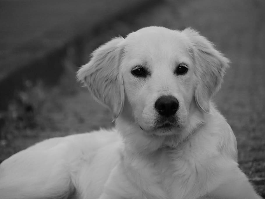 dog, magic, ears, snout, pets, cute, retriever, animal, golden Retriever HD wallpaper