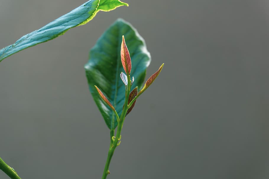 leaf, nature, plant, plant part, green color, growth, close-up HD wallpaper