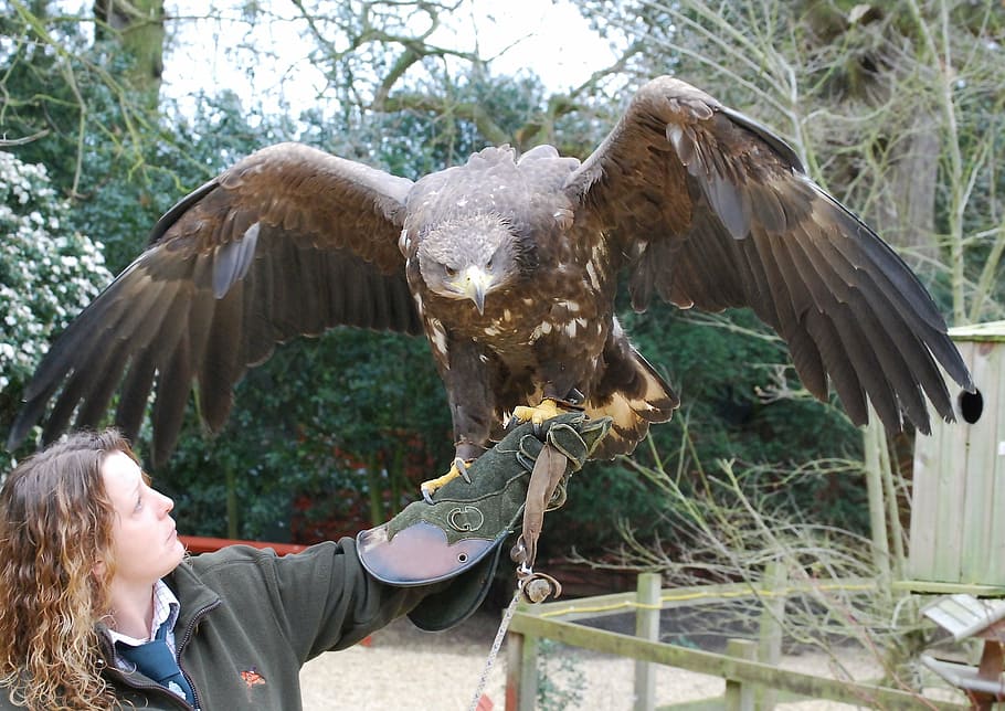 person holding brown eagle, falconry, plumage, predatory, raptor HD wallpaper