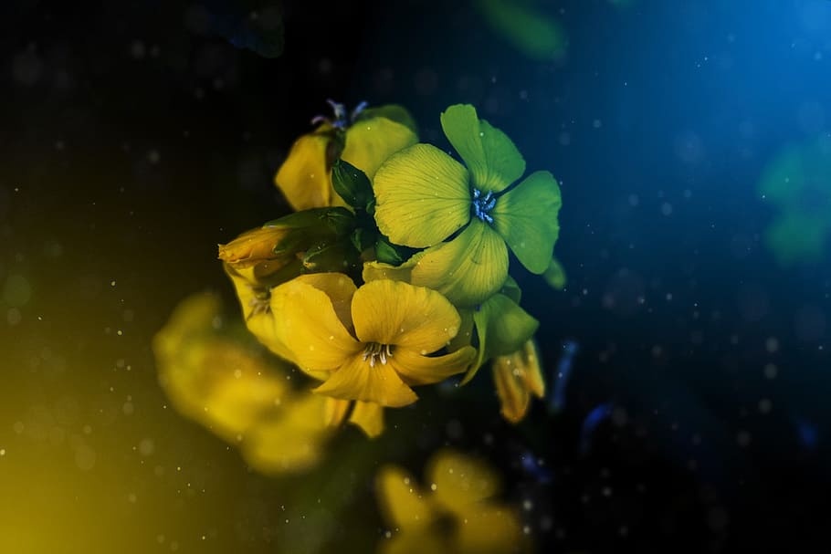 Flowers, Visual Composer, Colors, fragility, yellow, petal HD wallpaper
