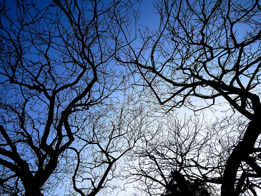 plum, sky, wood, tree, bare tree, branch, low angle view, plant HD wallpaper