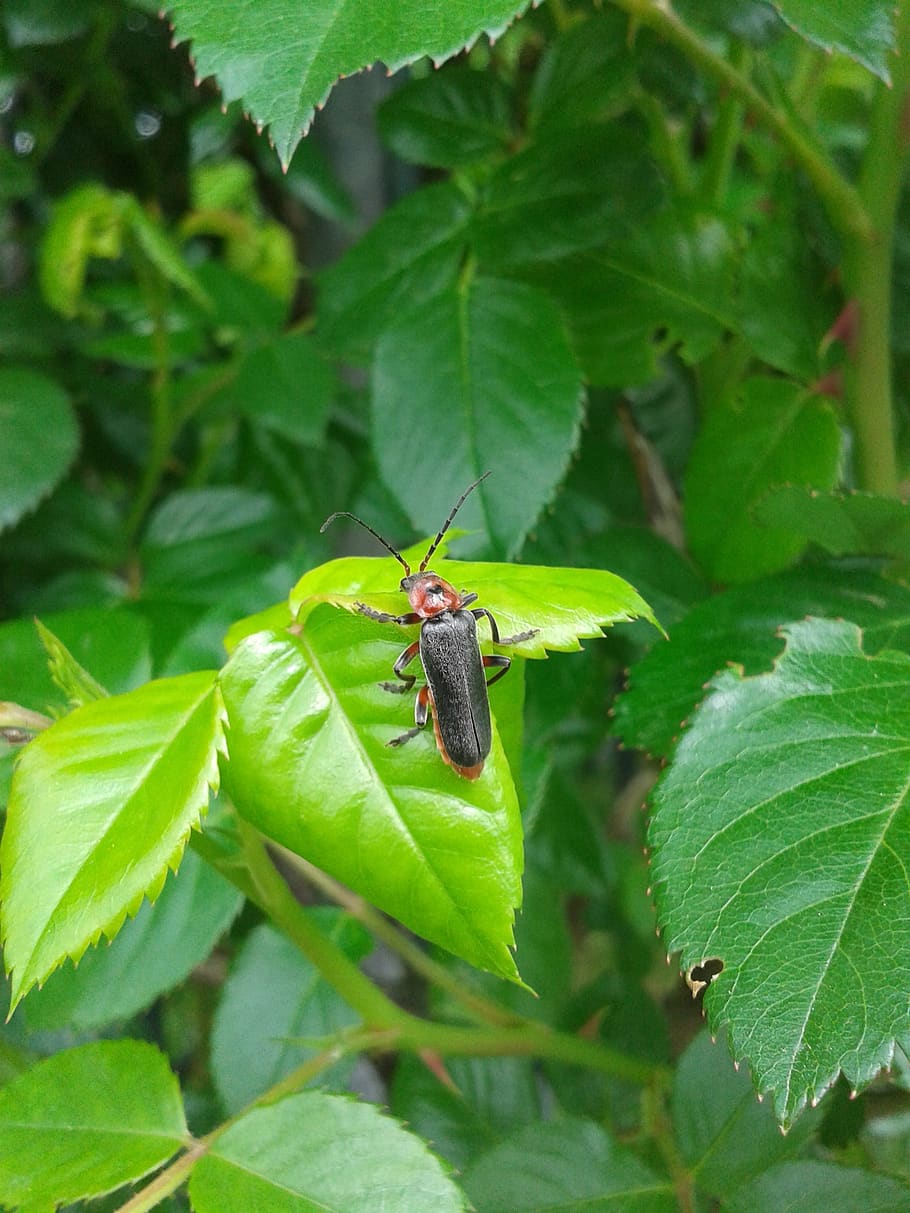 beetle, leaf, insect, spring, green, nature, animal, plant part HD wallpaper