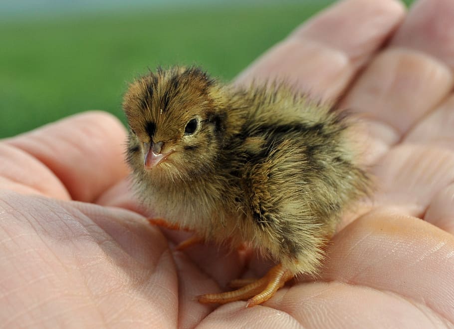nightingale, chick, cute, human hand, human body part, one animal HD wallpaper