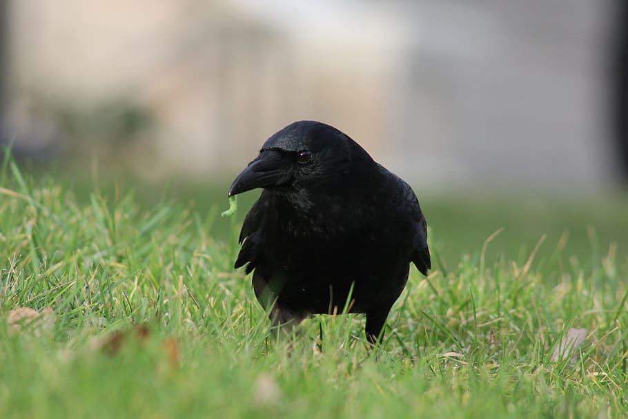 Crow, Worm, Corvus, Bird, Nature, black, grass, animal, animalia HD wallpaper