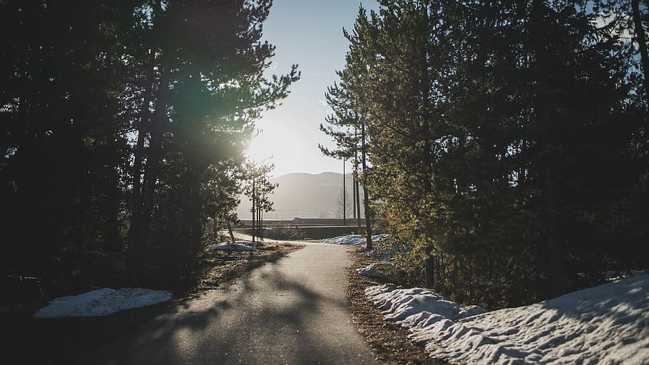 blacktop road between green pine trees, landscape photography of asphalt road surrounded by trees and snow HD wallpaper