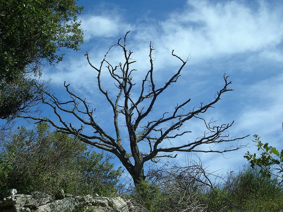 tree, dead plant, nature, sky, black, blue, branch, outdoors HD wallpaper